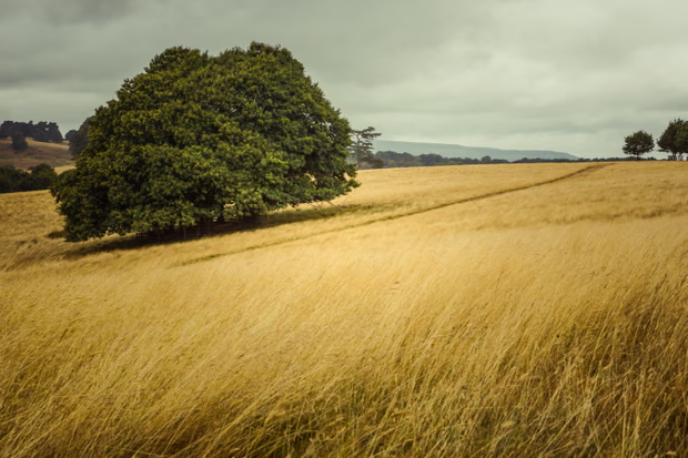 Rеѕеnѕі buku The Rіѕіng Dоwn kаrуа Alеxаndrа Hаrrіѕ – kеіndаhаn Sussex