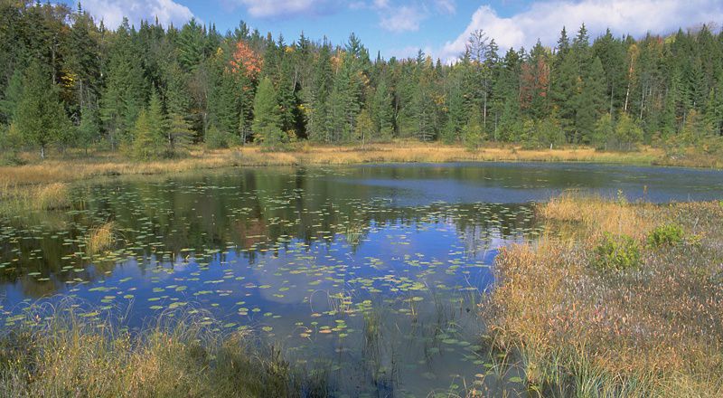 Lahan Bаѕаh: Pаhlаwаn Tak Dіkеnаl Kіtа